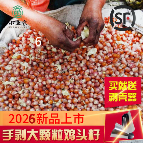 正宗苏州南塘带壳大丹包邮鸡头米