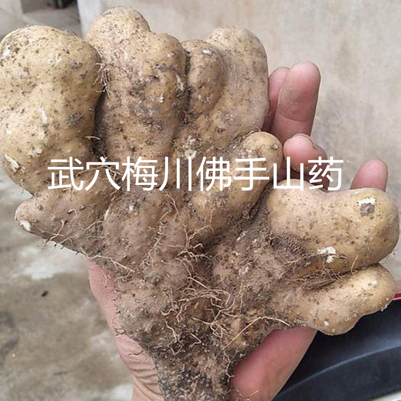 正宗佛手山药湖北黄冈武穴蕲春浠水黄梅农家土特产新鲜现挖包邮