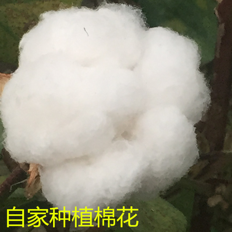山东纯棉花散装天然一级长绒棉皮棉精梳棉宝宝棉被棉絮枕头填充物_虎窝淘