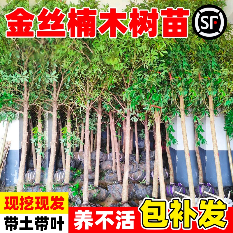 四川正宗金丝楠木树苗盆栽