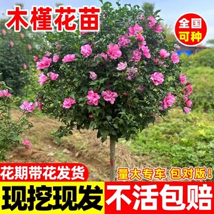 木槿花树苗可食用棒棒糖木槿花重瓣大苗阳台庭院盆栽耐寒四季开花