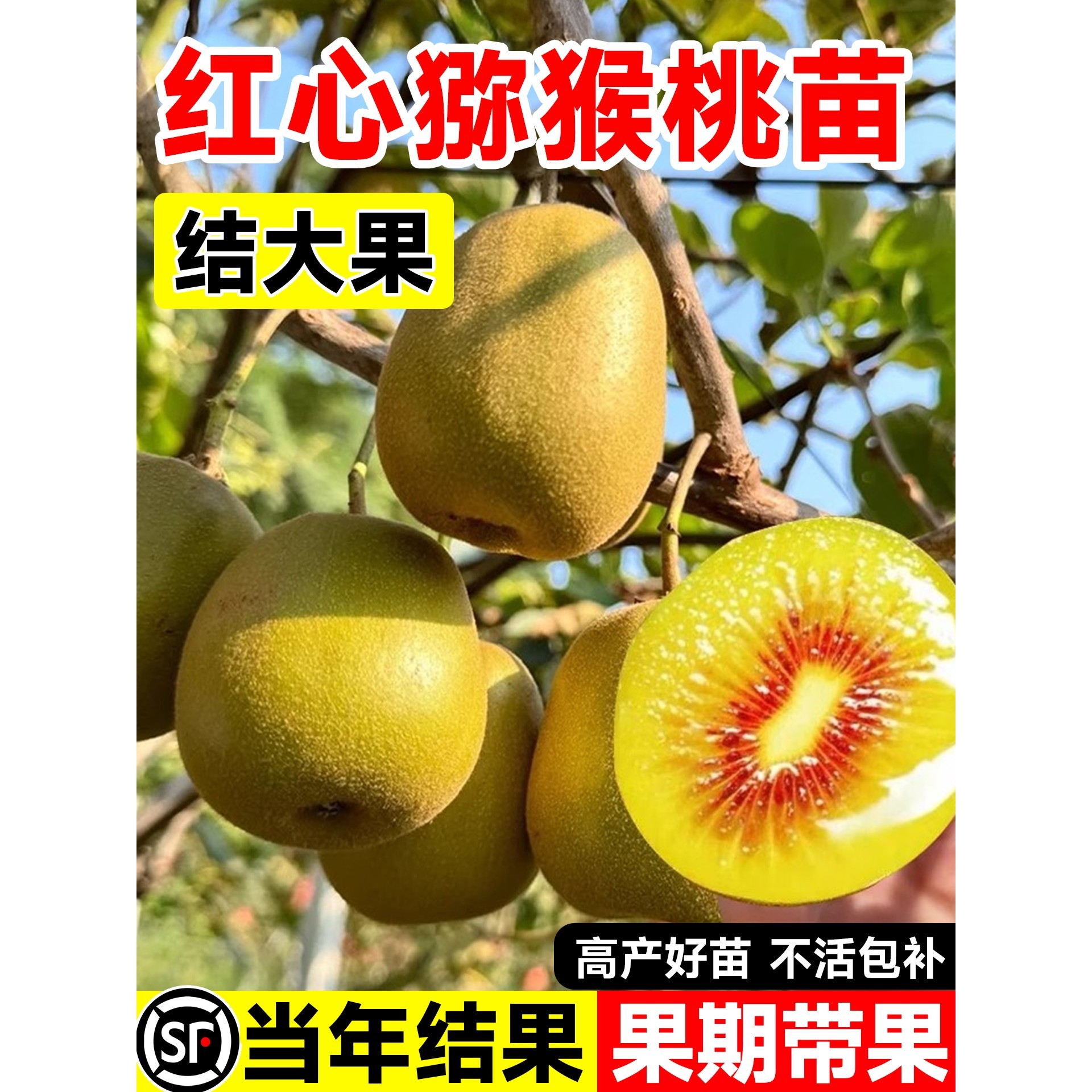 猕猴桃嫁接苗当年结果