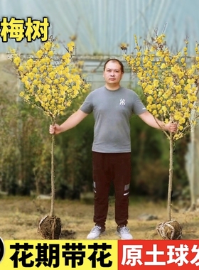 腊梅树地栽庭院耐寒红梅绿梅原生梅花树苗高杆冬季开花浓香型花卉