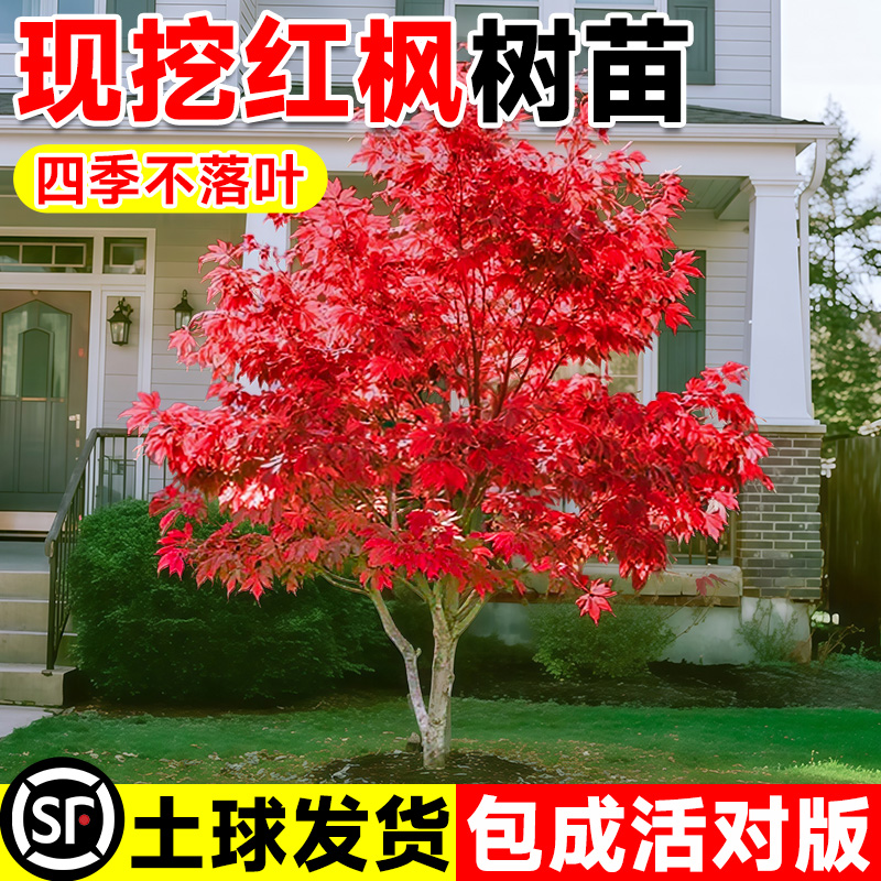 四季红枫树苗日本红舞姬别墅