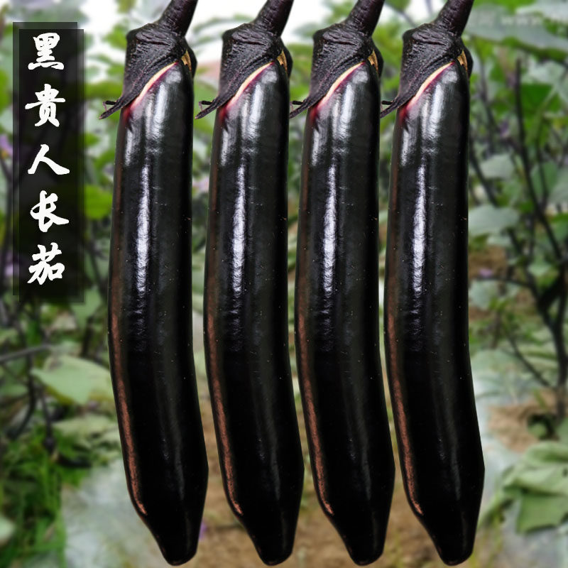 日本黑贵人长茄种子秋季冬季早熟高产抗病阳台盆栽四季农家蔬菜籽