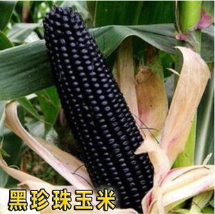 黑珍珠玉米种子东北水果甜糯黑玉米西星黑糯6号春秋大田抗病高产