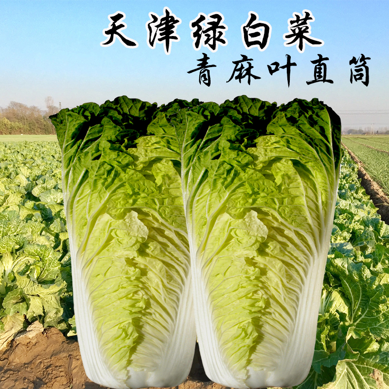新天津绿白菜种子义和秋娃娃菜真好吃真不坏春季秋季抗病高产四季