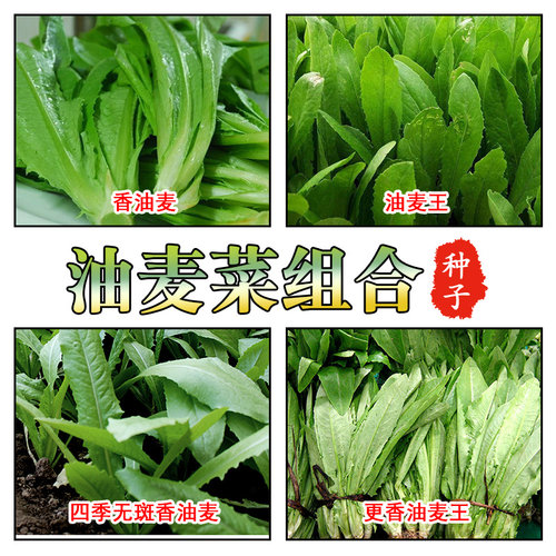 四季香油麦菜种子现在种的菜籽秋季冬季大田早熟抗病高产盆栽庭院 - 封面