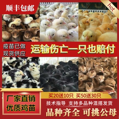 小鸡活苗芦花鸡活苗五黑鸡土鸡九斤红公鸡苗三黄鸡青脚麻鸡母鸡苗
