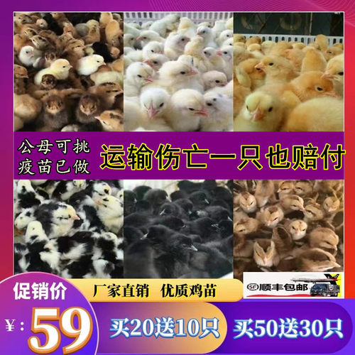 纯种苗公母对版疫苗已做顺丰包邮