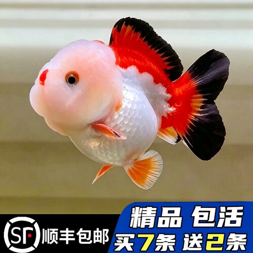 常温好养波妞玛丽泰狮娃娃脸进口