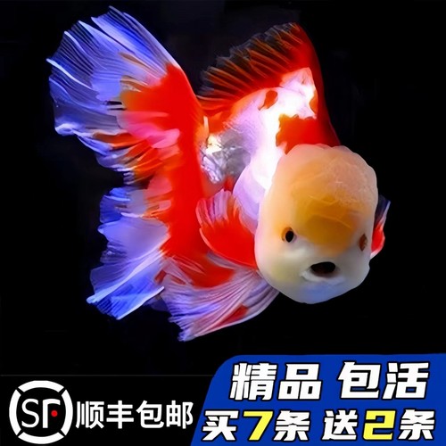 买7送2娃娃脸泰狮金鱼耐活好养