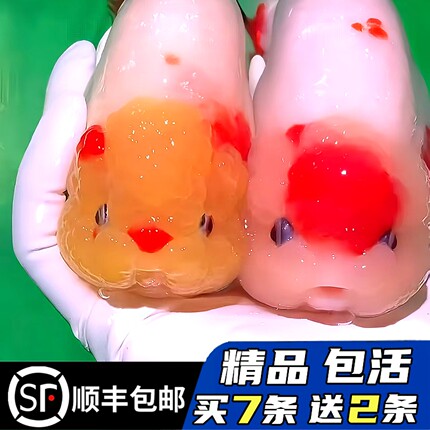 精品兰寿金鱼活鱼潘氏观赏鱼高级奶牛淡冷水玉兔活体好养耐活国粹
