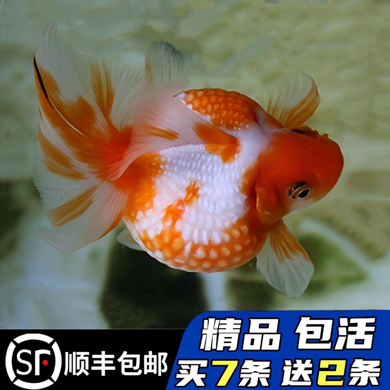 精品鼠头珍珠金鱼顺丰包活包损
