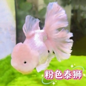 精品泰狮金鱼活鱼粉色百褶娃娃脸好养耐活易养活冷水包金元 宝观赏