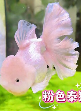 娃娃脸泰狮粉色金鱼耐活好养