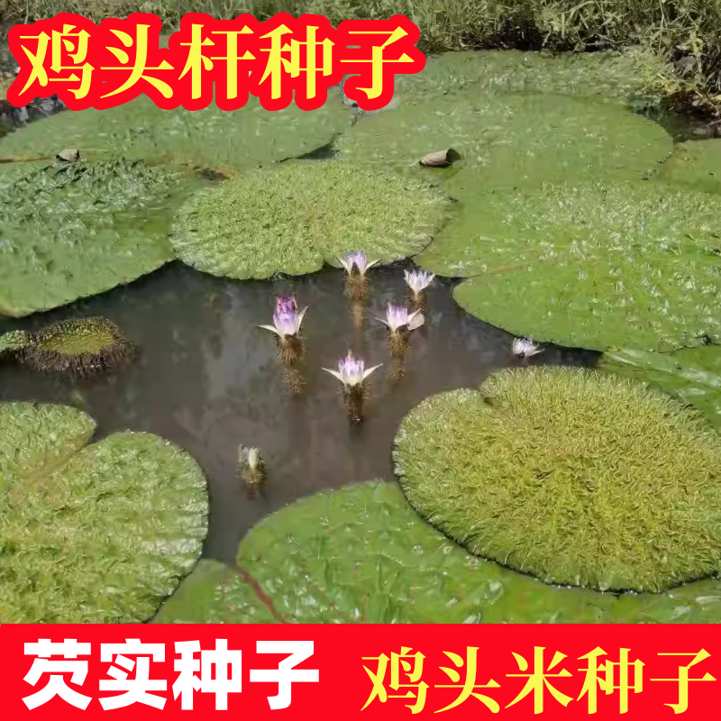 无刺鸡头米种子光头强芡实苗水生植物绿植 鸡头秆果种苗带刺莲