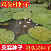 无刺鸡头米种子光头强芡实苗水生植物绿植 鸡头秆果种苗带刺莲