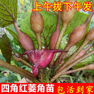 黑凌角种子绿植 免邮 两角老红棱角种 水生植物四角红菱角种子苗 费