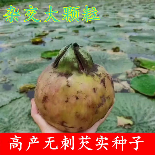 无刺芡实种子苏芡种苗鸡头米种苗鸡头杆水生植物绿植带刺莲
