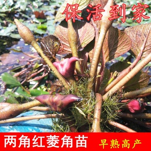 水生植物四角红菱角种子苗高产两角老红棱角种黑凌角种子绿植包邮