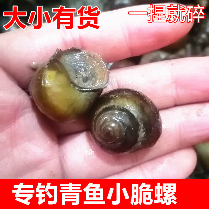 脆螺鲜活钓鱼饵料黑鲩螺蛳青挂钩薄壳小号田螺钓鱼脆螺青鱼鱼饵螺