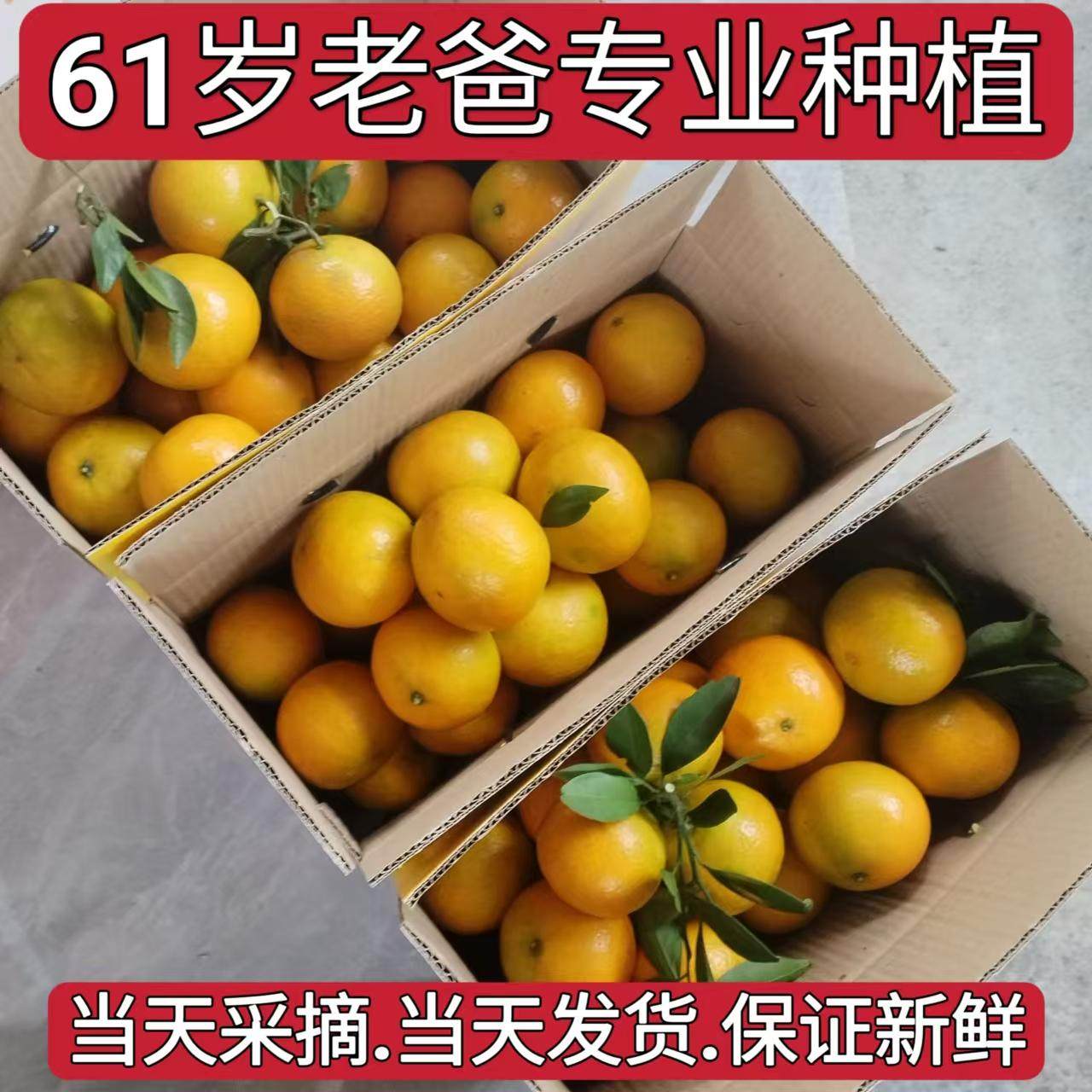 正宗广东韶关皇帝柑贡柑新鲜水果包邮甜黄帝柑帝王橘子桔德庆10斤