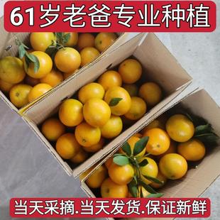 正宗皇帝柑广东韶关贡柑新鲜水果包邮甜黄帝柑帝王橘子桔德庆10斤