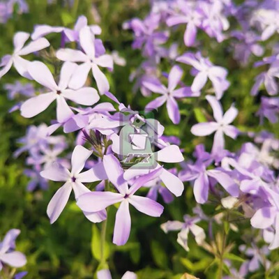 福禄考 蓝岭 'blue ridge'  多年宿根 耐寒花园植物  万花镜