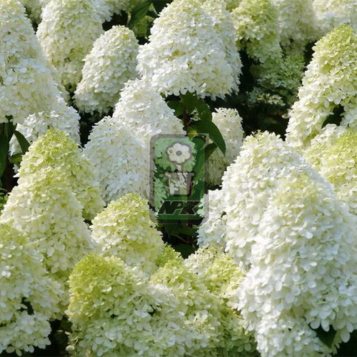 圆锥绣球 北极熊 Polar bear 花灌木 耐寒花园植物  万花镜