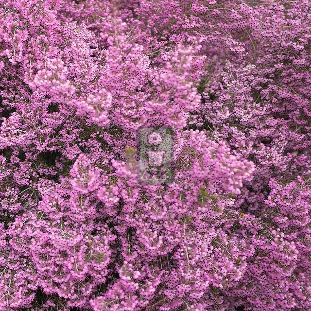 圣诞欧石楠 天使之泪  Erica canaliculata 花灌木