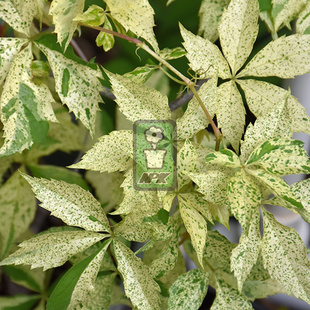 五叶地锦 星雨   耐寒花园植物  万花镜