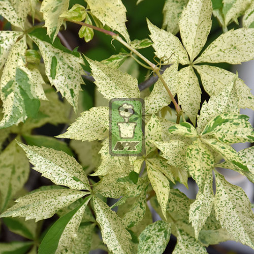 五叶地锦 星雨   耐寒花园植物  万花镜