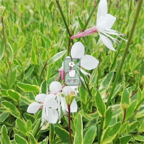 山桃草 科比的金牌'Corrie's Gold' 多年宿根 耐寒花园植物