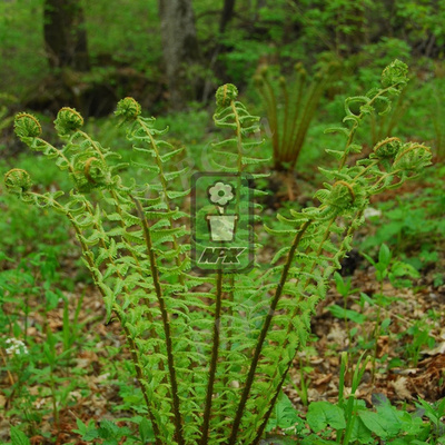 蕨类 粗茎鳞毛蕨 多年宿根 耐寒花园植物  万花镜