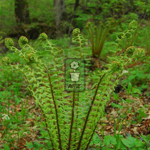 蕨类 粗茎鳞毛蕨 多年宿根 耐寒花园植物  万花镜