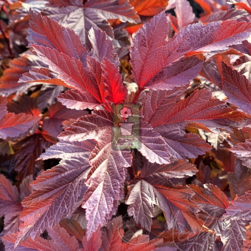 万花镜花园植物耐寒宿根花灌木