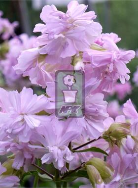 重瓣肥皂草 玫红舞蹈 'Rosea Plena' 多年宿根 耐寒花园 万花镜