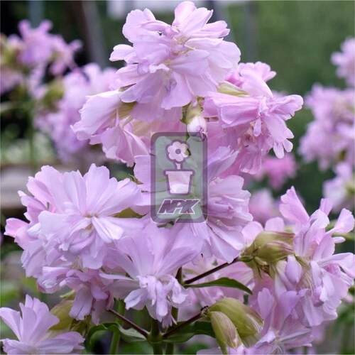 重瓣肥皂草 玫红舞蹈 'Rosea Plena' 多年宿根 耐寒花园 万花镜