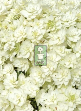 乔木绣球 海耶斯之光  Hayes Starburst