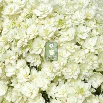 乔木绣球 海耶斯之光  Hayes Starburst