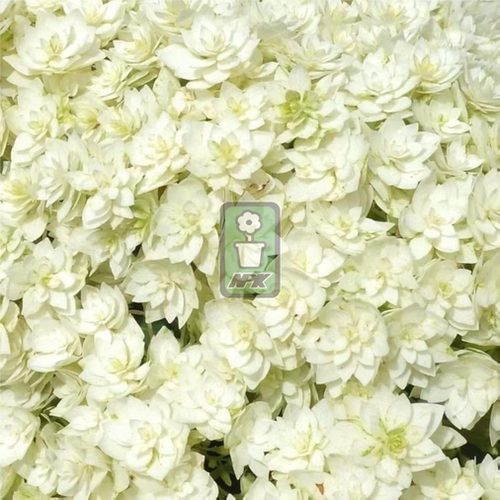 乔木绣球 海耶斯之光  Hayes Starburst