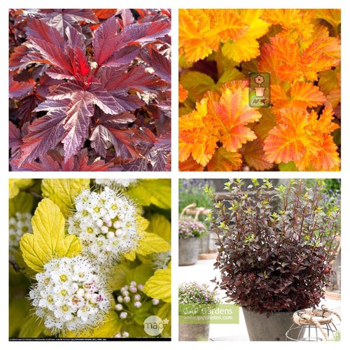 风箱果小苗品种合集   可混拍4棵一箱 小苗满29.8元包邮