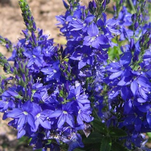 Knallblau 卷毛婆婆纳 teucrium Veronica 深蓝
