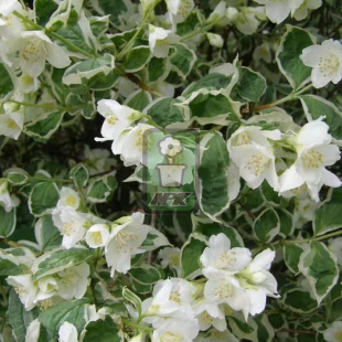 山梅花 花叶山梅花 清晨星斑 花灌木 耐寒花园植物  万花镜
