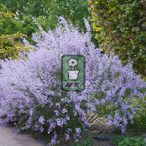 羽叶丁香  花灌木 耐寒花园植物  万花镜