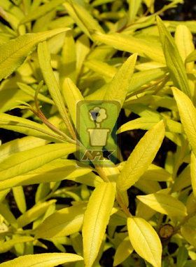 乌登柳 金色阳光 花灌木 耐寒花园植物  万花镜