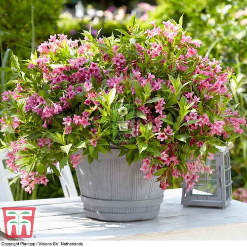 锦带 甜心罗莎 Picobella Rosa花灌木 耐寒花园植物  万花镜