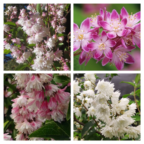 多花溲疏 小苗品种合集   可混拍4棵一箱 小苗满29.8元包邮