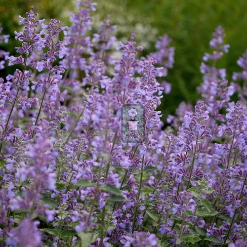 荆芥 六巨山 'Six Hills Giant' 多年宿根 耐寒花园植物  万花镜